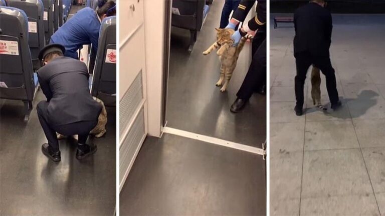 Безбилетную кошку забавно вывели из поезда
