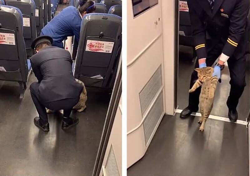 Безбилетную кошку забавно вывели из поезда