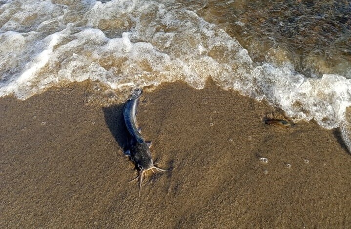 "Пляж дохлых сомов": берег водохранилища в Волгограде засыпало мертвой рыбой