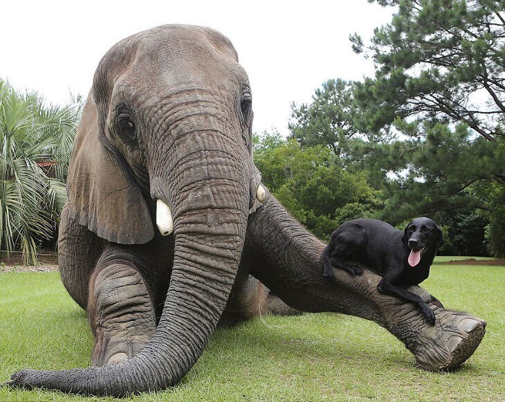 Слон и моська: