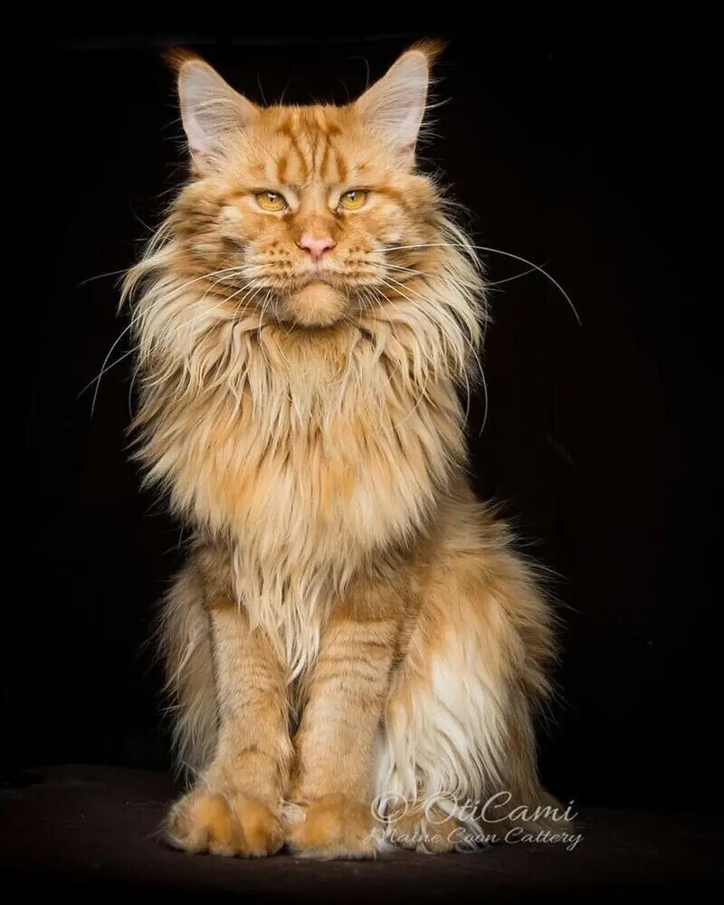 Магическая красота мейнкунов, самых крупных кошек