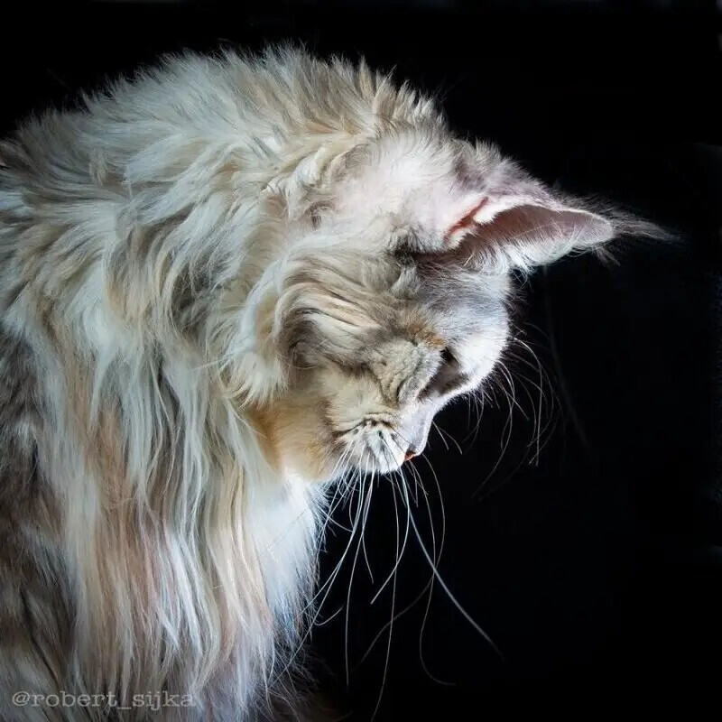 Магическая красота мейнкунов, самых крупных кошек