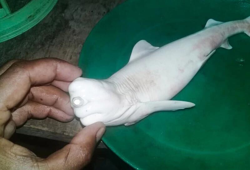 Одноглазый детёныш акулы найден у берегов Индонезии