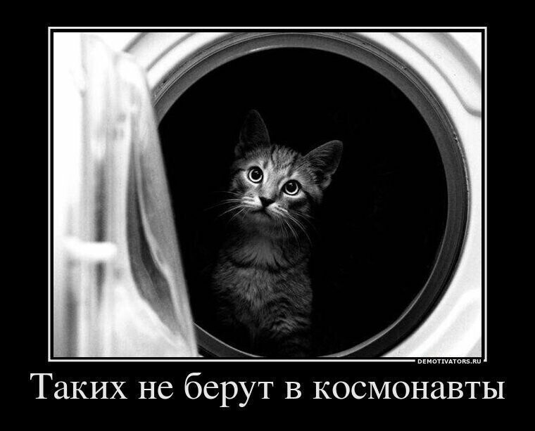 Кошачьи демотиваторы