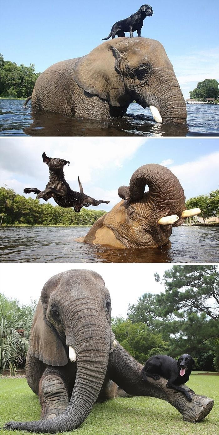 Африканский слон Бабблс и его лучшая подруга Белла 