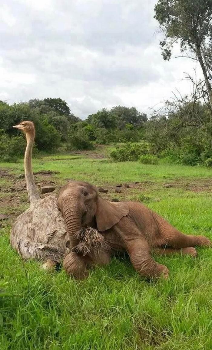 Да, слонята и страусы тоже дружат! 