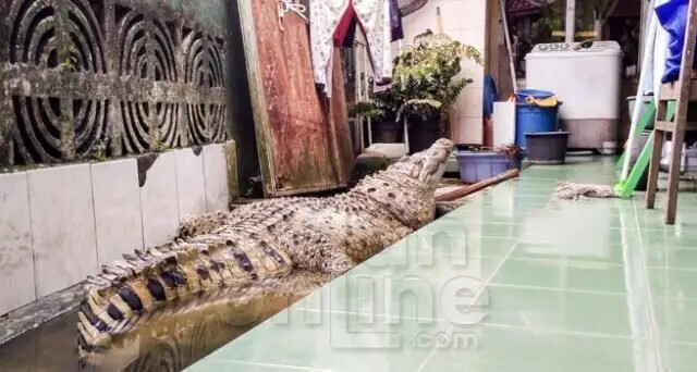 Домашний крокодил: в индонезийской семье 20 лет живет 200-килограммовая рептилия