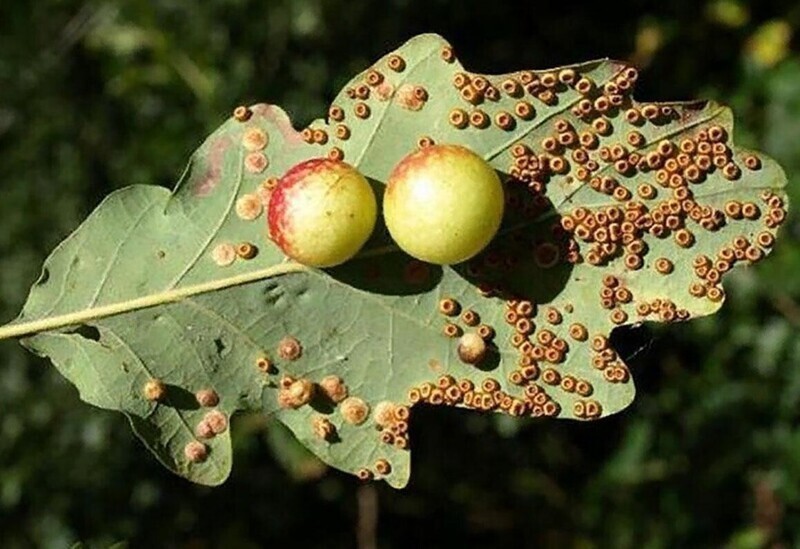 Странные «ягоды» растут на листьях дуба. Какую тайну содержат эти мутации?
