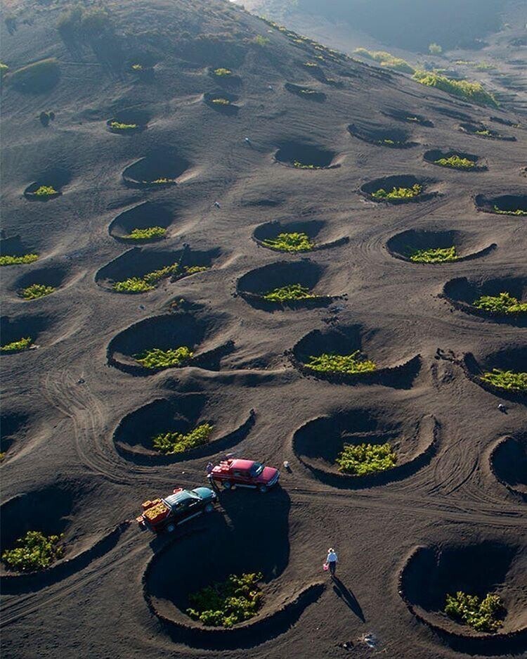 Сбор винограда для производства вина на вулканических почвах Лансароте, Канарские острова