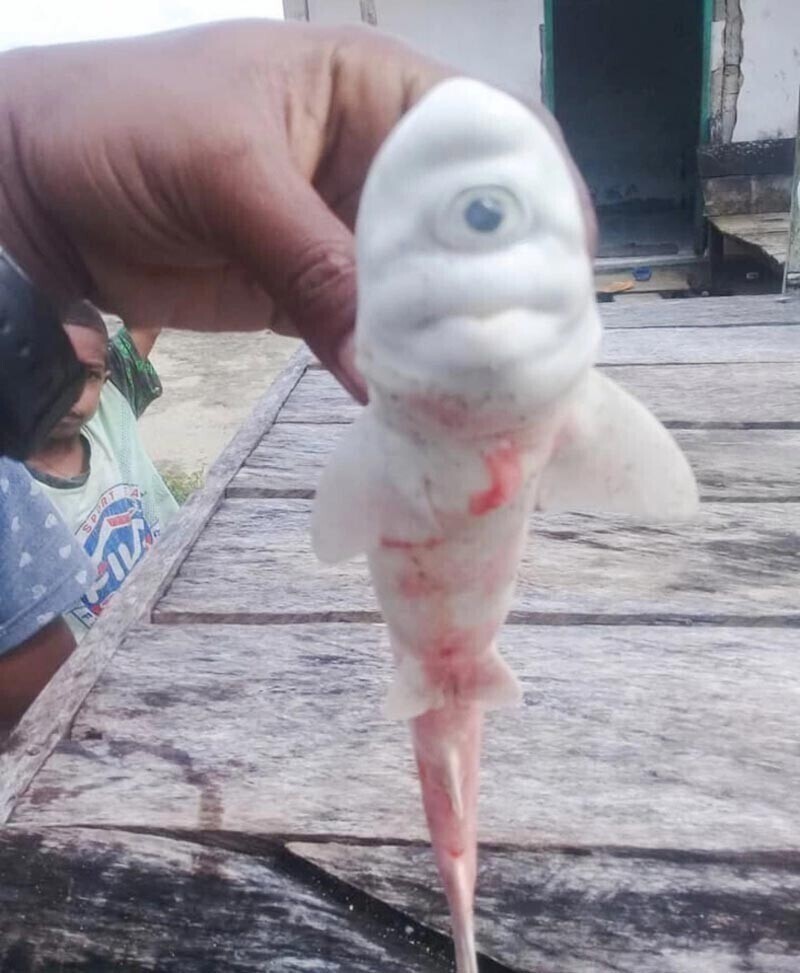В Индонезии нашли детеныша акулы-мутанта