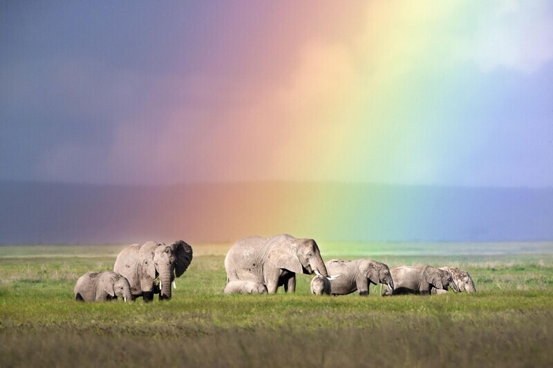 Пасущиеся слоны на краю радуги