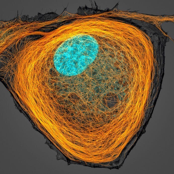 Микротрубочки и ядро внутри клетки, Jason Kirk