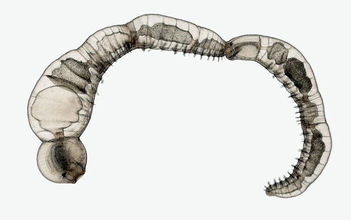 Цепочка дочерних особей бесполых размножающихся видов кольчатых червей, Dr. Eduardo Zattara