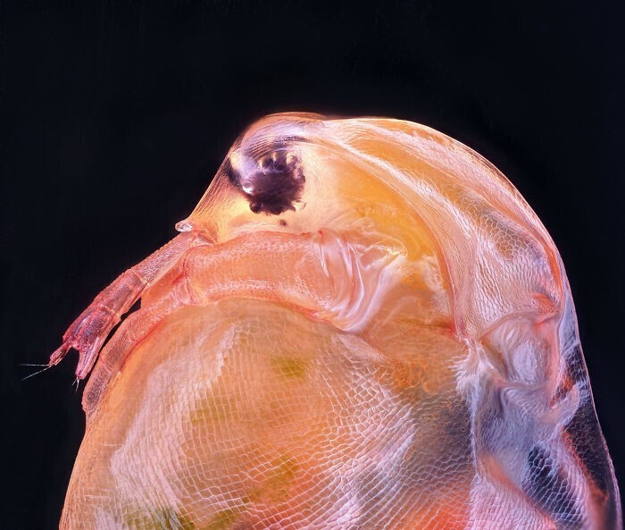 Большая дафния (Phyllopoda), Ahmad Fauzan