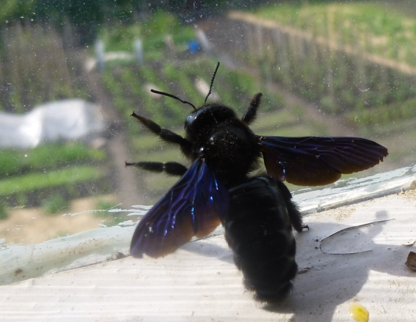 Пчела-плотник: Гигантское чёрное насекомое из деревни. Опасно ли оно?