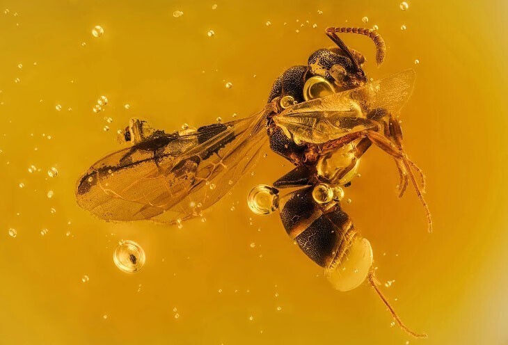 Крылатый муравей возрастом 20 миллионов лет, заключенный в янтарную смолу. (Фото Dr. Yuan Ji, Shanghai, China):