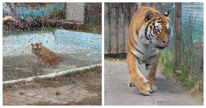 Купание бенгальского тигра в зоопарке попало на видео