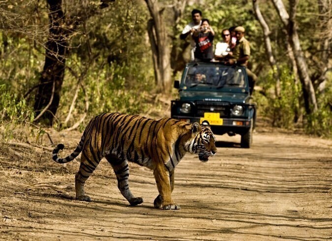 В Индии Туристы снова смогут посещать старейший национальный парк