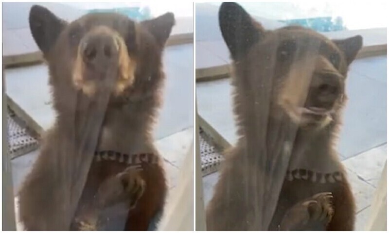 "Ну пустите": медвежонок попросился в гости к американке