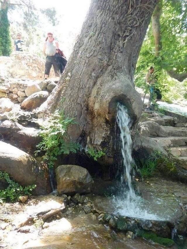 Через дерево проходит поток воды и оно при этом живое