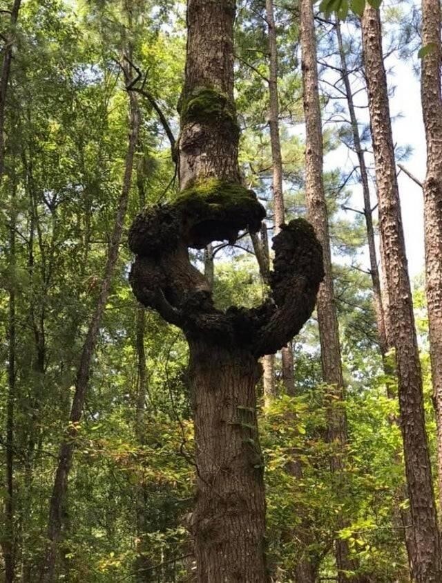 Похоже, у этого дерева есть отличная история, вот бы узнать о ней