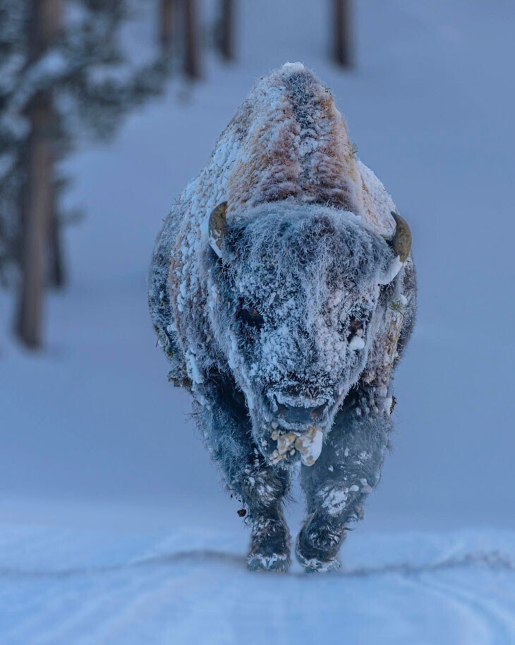 «Морозный бизон». Снято в Национальном парке Йеллоустон, где зимние температуры колеблются от –20С до –50C. (Фото Laura Hedian/Royal Meteorological Society’s Weather Photographer of the Year Awards):