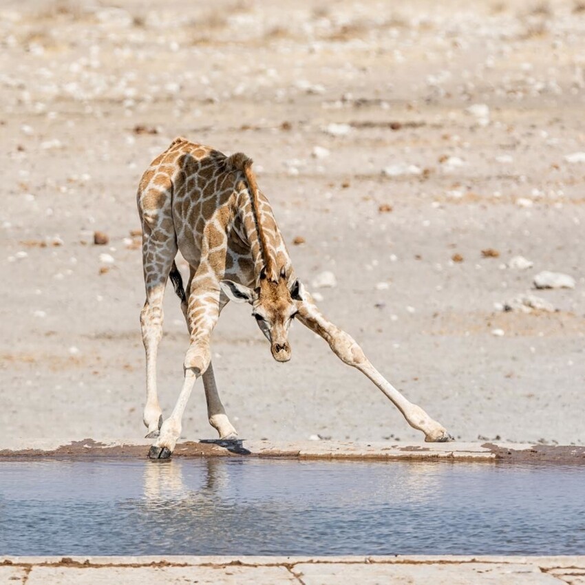 Как реализуется механизм утоления жажды у жирафов?