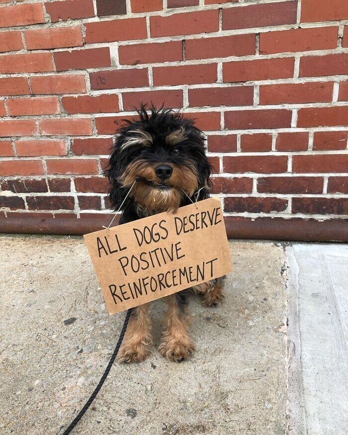 9. Все собаки заслуживают положительного подкрепления