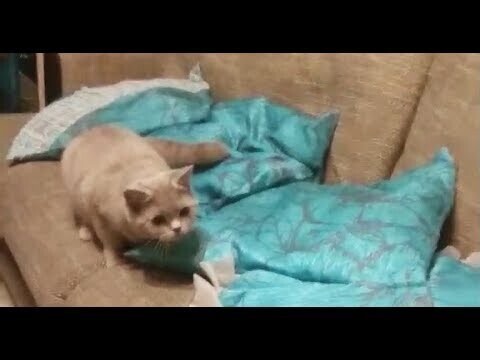 Кошка любит играть с хозяином 