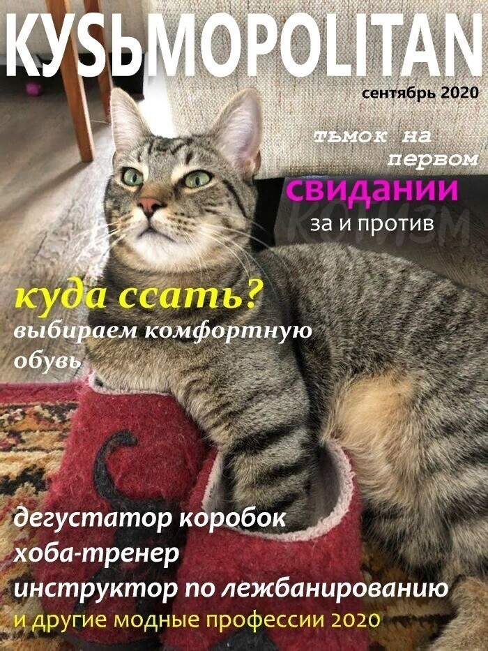 Журнал, который втайне выписывает твой кот