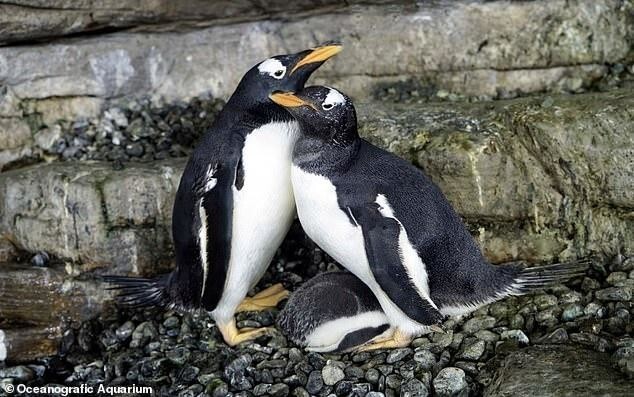 В нидерландском зоопарке пингвины-геи украли яйца у пингвинов-лесбиянок