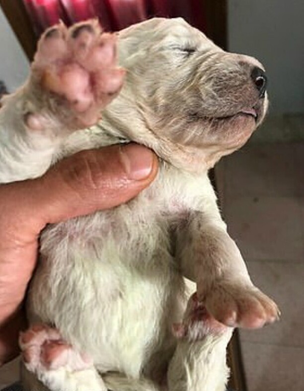 Фисташка: в Италии родился щенок с редчайшим окрасом