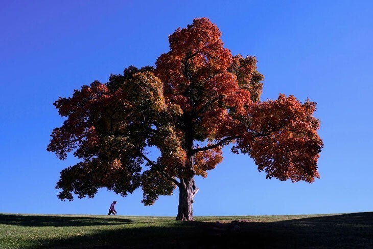 Осенние краски в парке в Канзас-Сити, штат Миссури. (Фото Charlie Riedel):