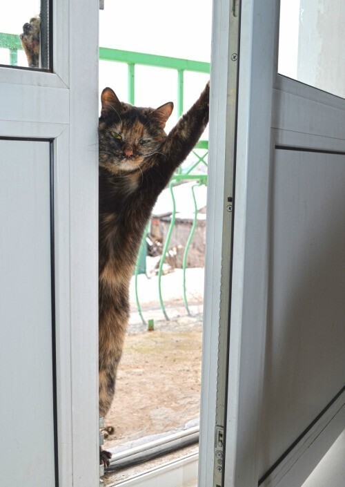 Кот + балкон =