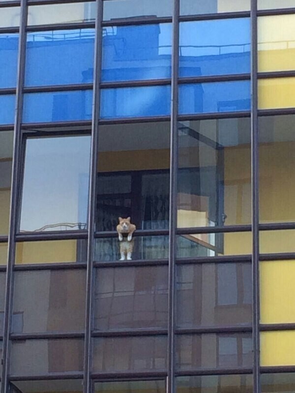 Кот + балкон =