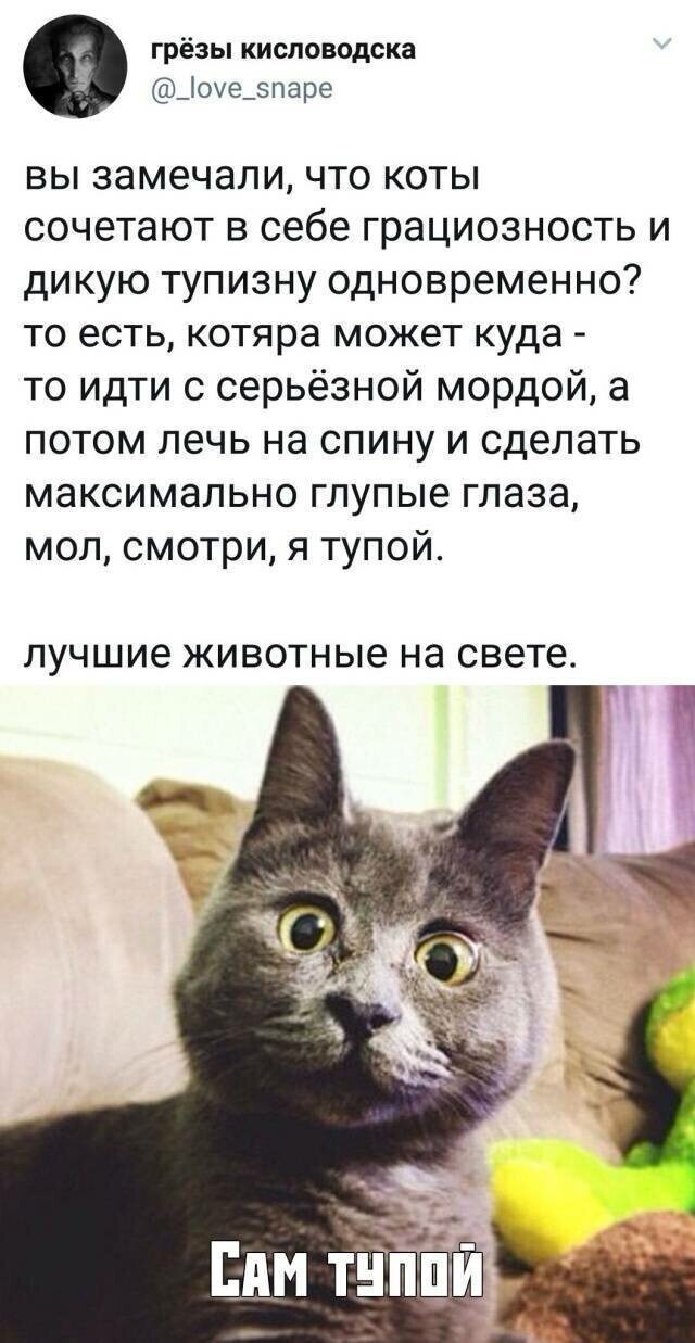 Котовсячина