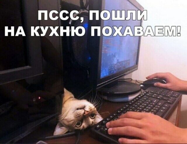 Котовсячина