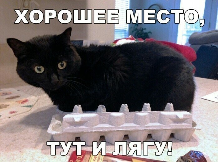 Котовсячина