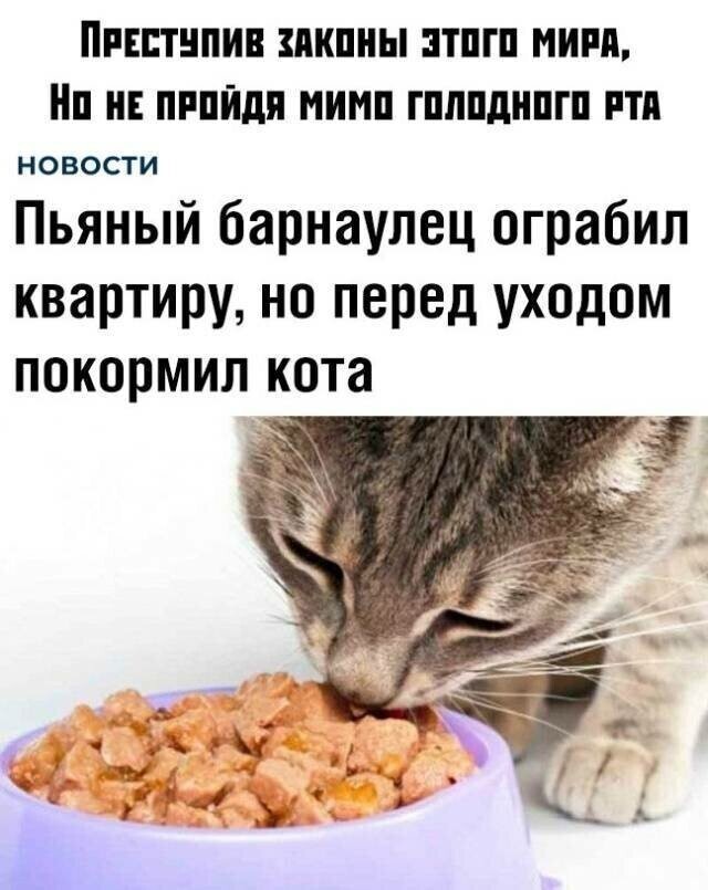 Картинка покорми кота