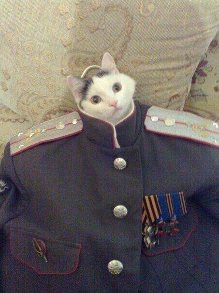 Котовсячина