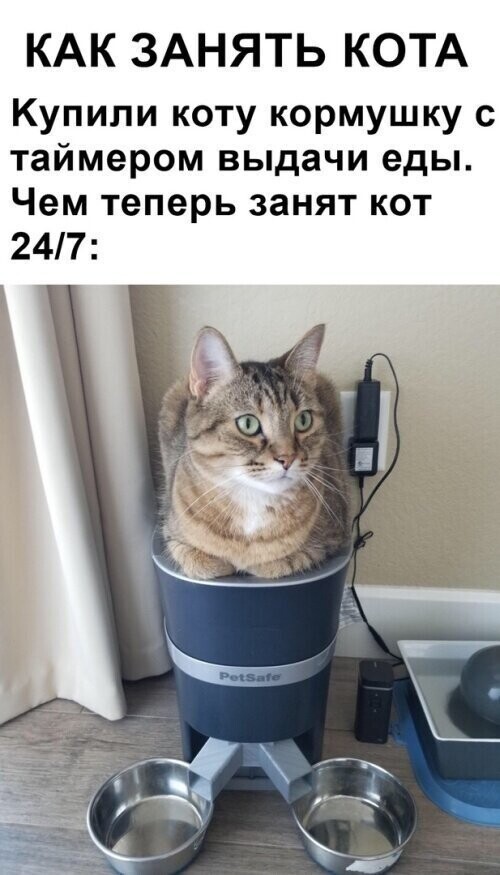 Котовсячина