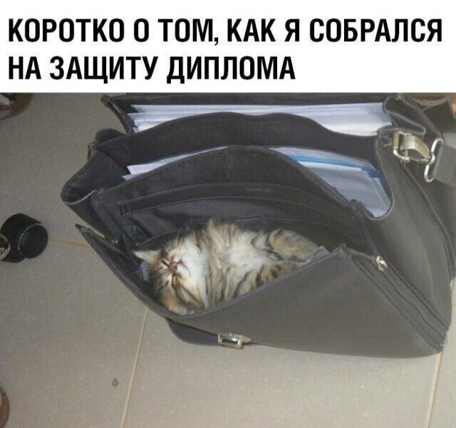 Котовсячина