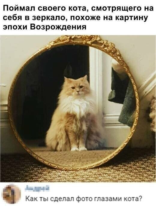 Котовсячина