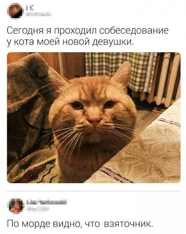 Котовсячина