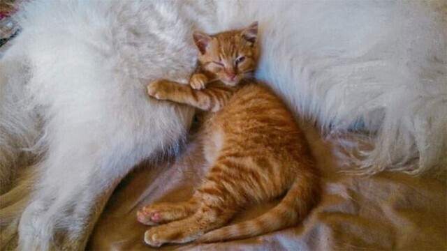 Угадай кто в этой "банде" главарь