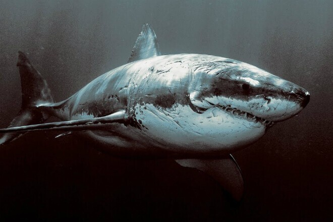 Почему в океанариумах не держат большую белую акулу