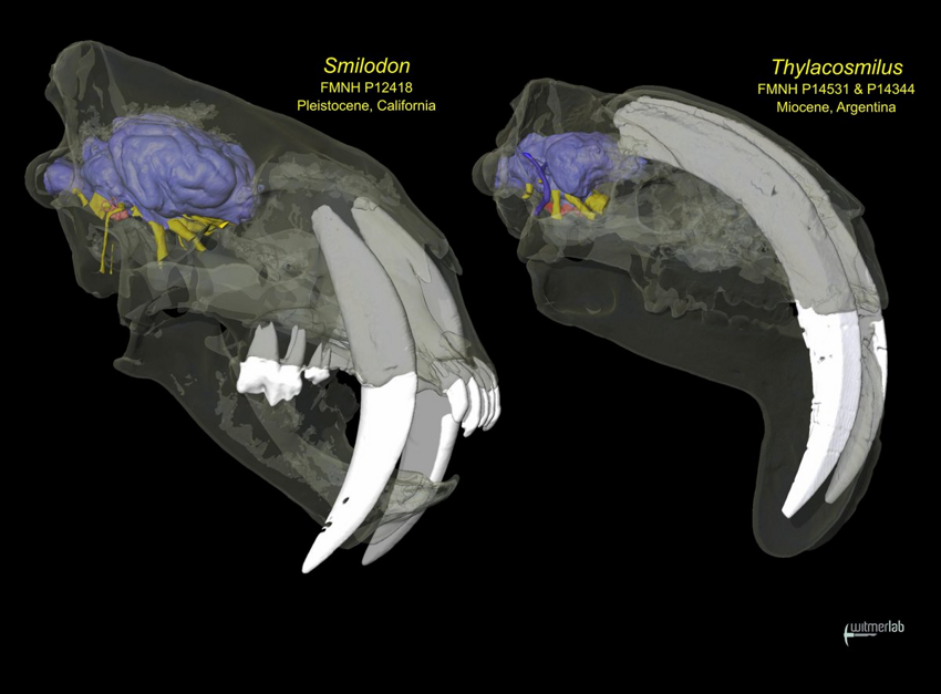 Тилакосмил: Первый среди саблезубых. Огромные клыки растут почти из мозга!