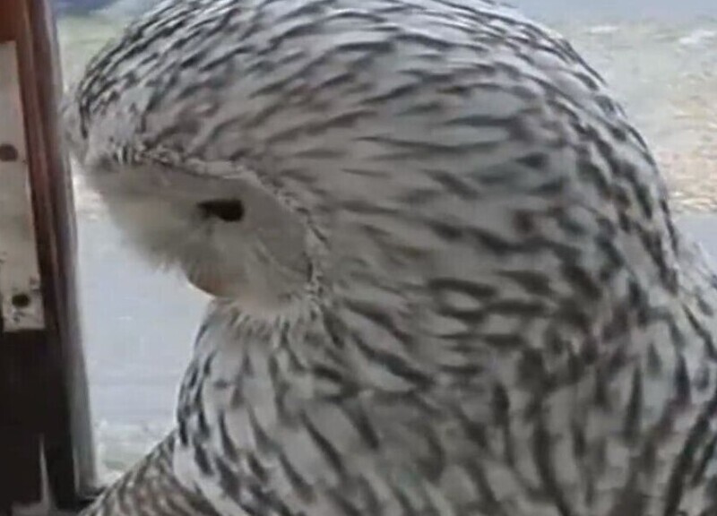 К жителю Каменска-Уральского на балкон залетела белая сова