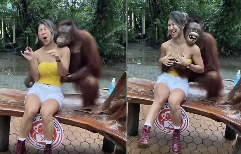 Наглый примат схватил туристку за грудь