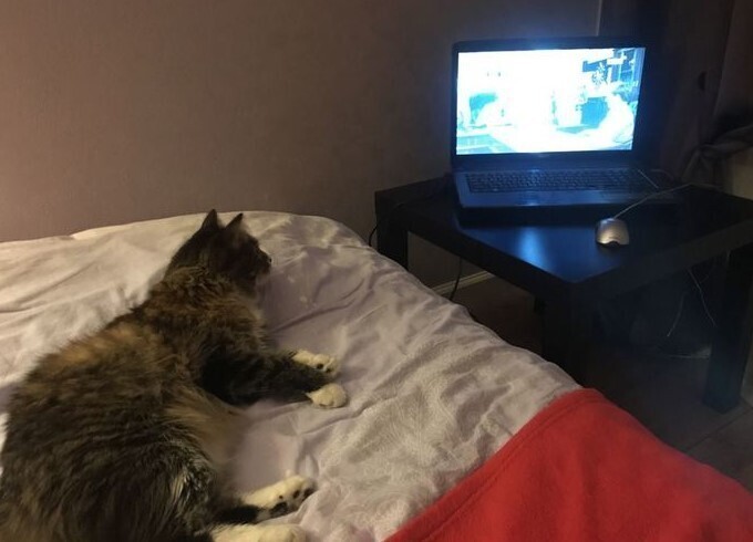 Котам можно все, в том числе и смотреть сериалы! Питерский кот подсел на "Полицейского с Рублевки"